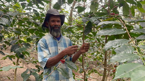 JAS Organic Timor-Leste Ko Kamau Drip Bag